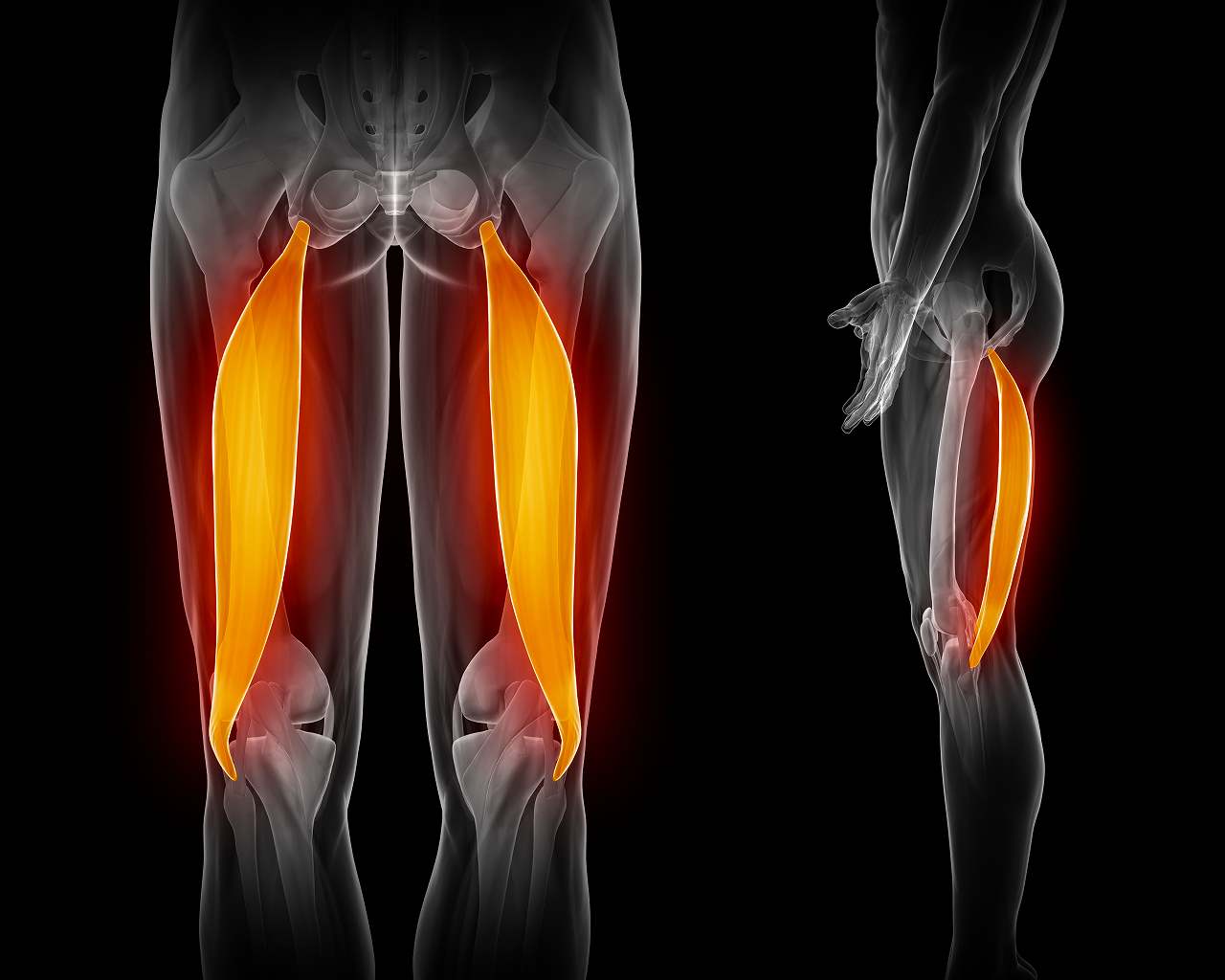 ハムストリングス